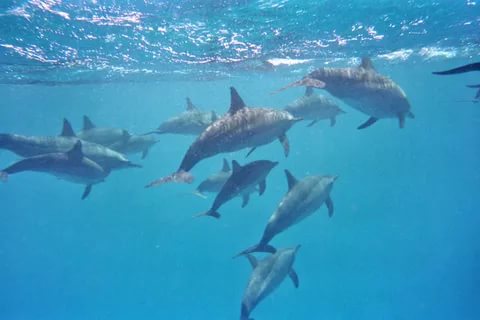 Snorkeling with dolphins